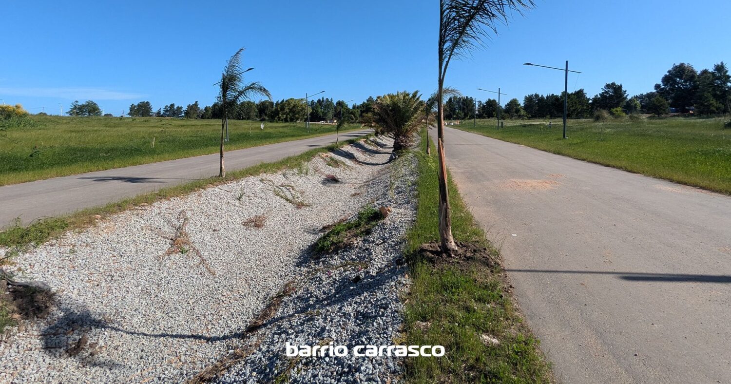 Ombúes Barrio Carrasco